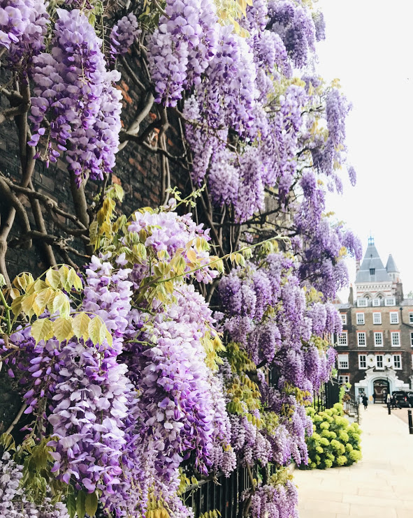 Kwiatowy przewodnik po wiosennym Londynie